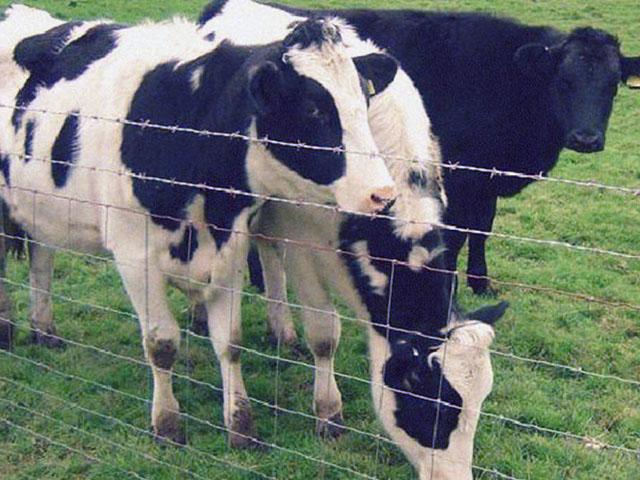 養(yǎng)殖圍欄網